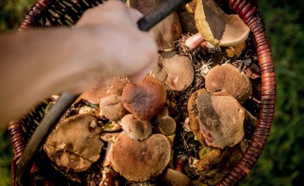 Jaki nóż zabrać na grzyby?